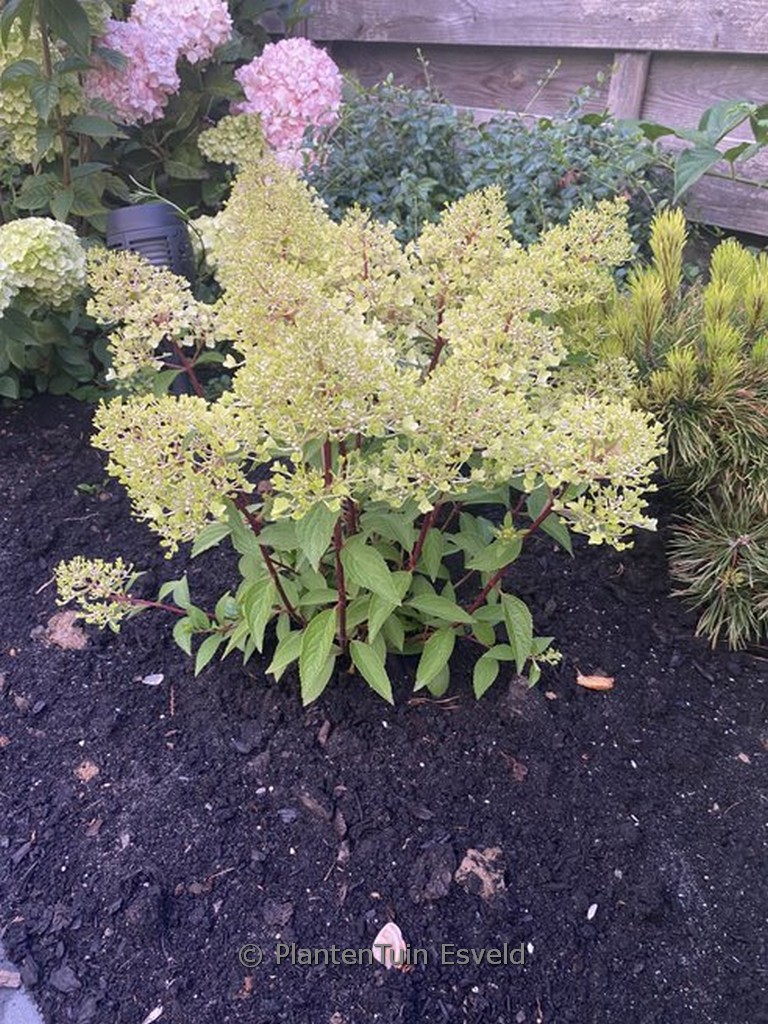 Hydrangea paniculata ‚Coussine‘ (PETITE FLORI)