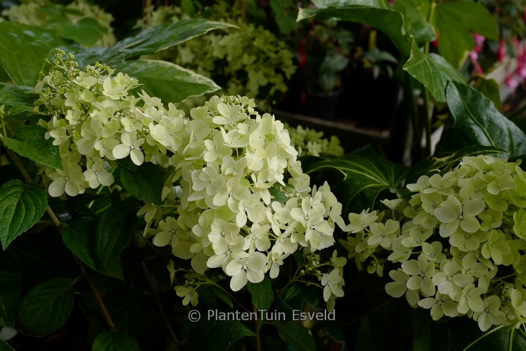 Hydrangea paniculata ‚Coustar02‘ (PETITE STAR)