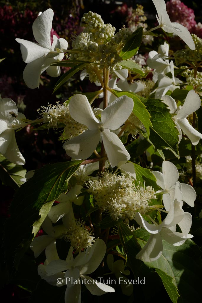 Hydrangea paniculata ‚Cov‘ (LEVANA)