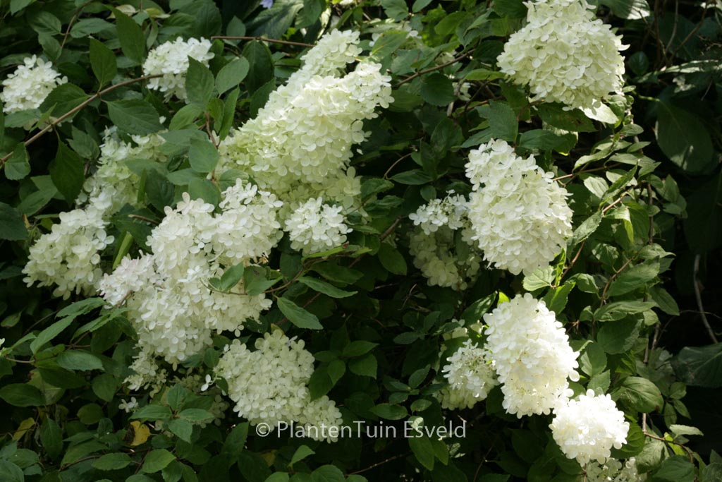 Hydrangea paniculata ‚Darlido‘ (DART’S LITTLE DOT)
