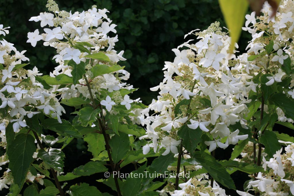 Hydrangea paniculata ‚Degudo‘