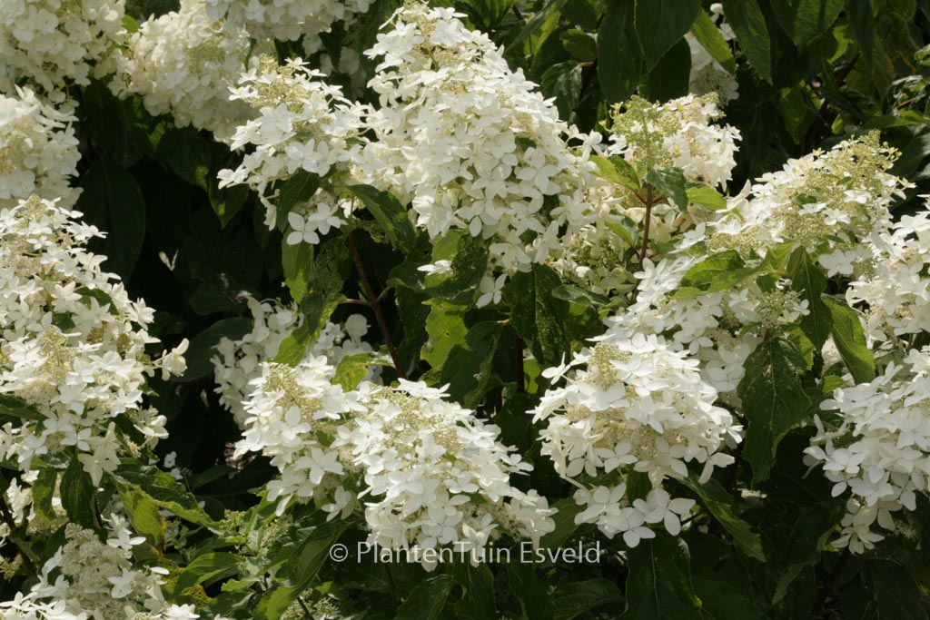 Hydrangea paniculata ‚Degustar‘ (STARLIGHT FANTASY)