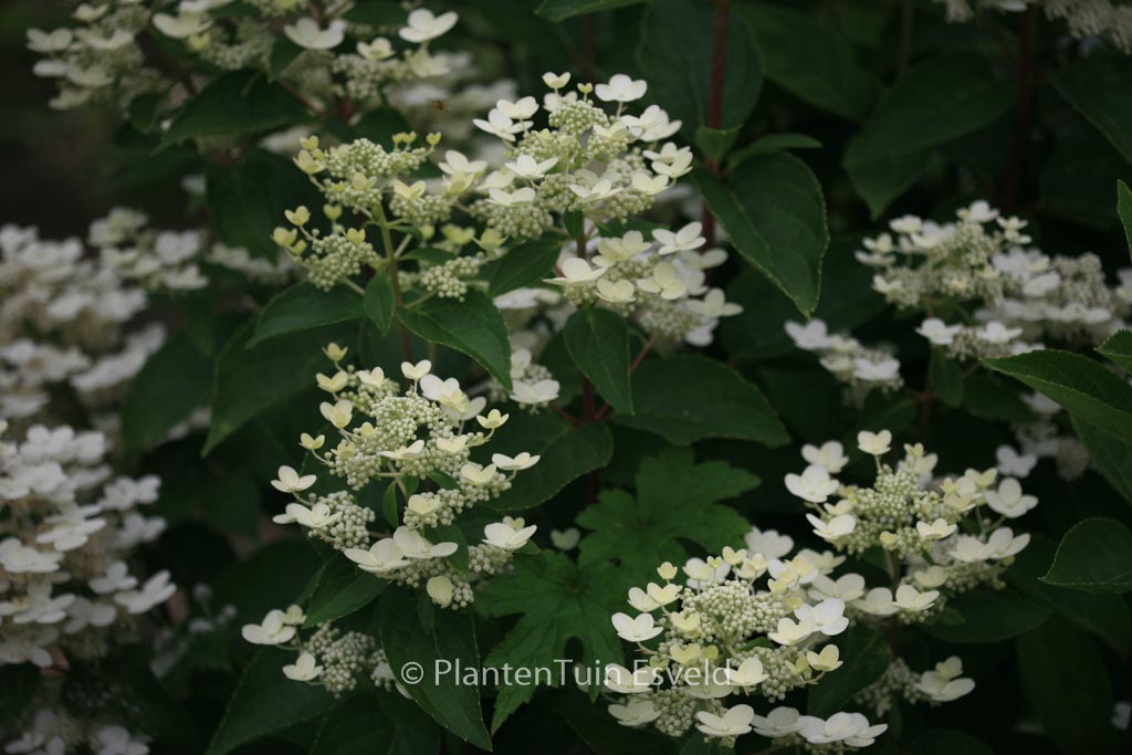 Hydrangea paniculata ‚Dharuma‘