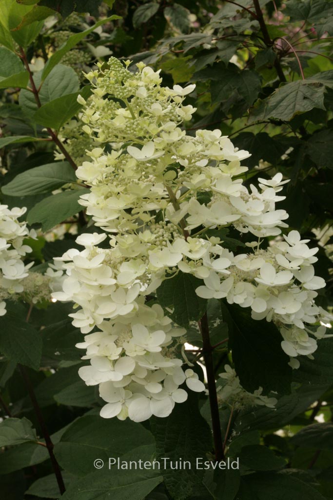 Hydrangea paniculata ‚Dolly‘