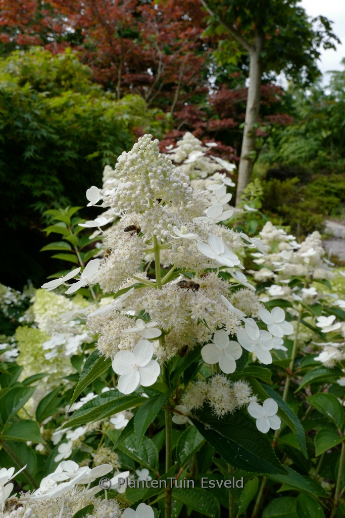 Hydrangea paniculata ‚Dolprim‘ (PRIM WHITE)