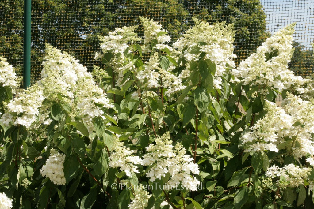 Hydrangea paniculata ‚Evereste‘
