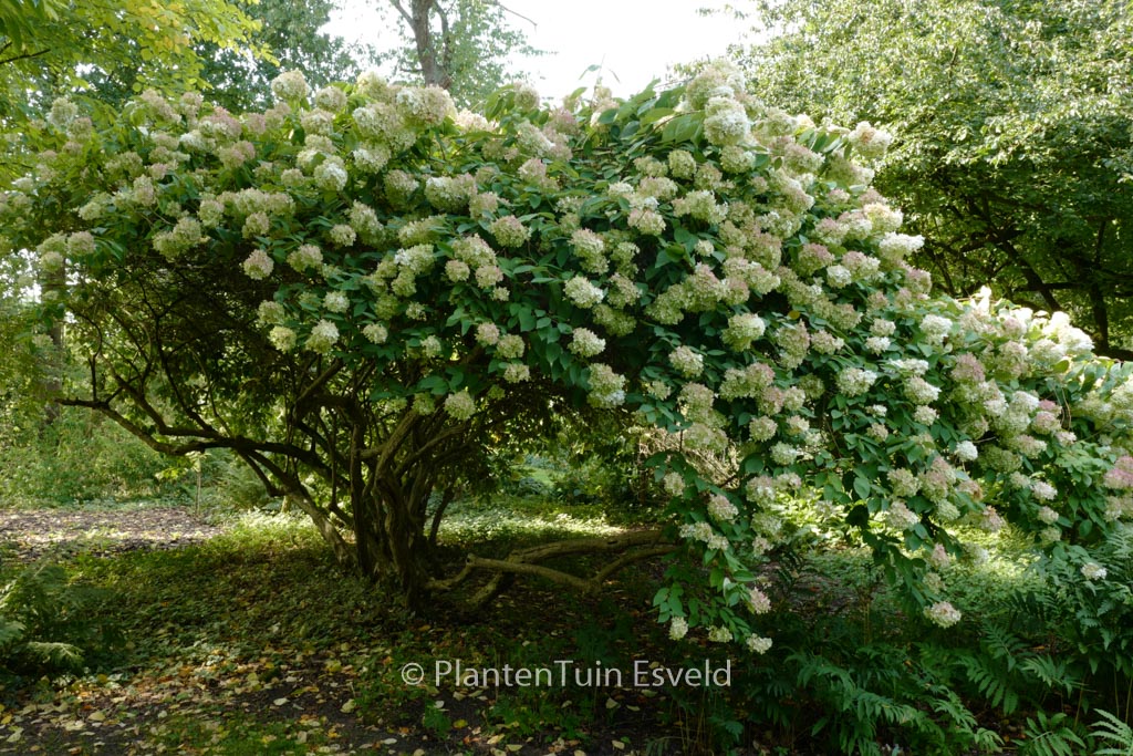 Hydrangea paniculata ‚Grandiflora‘