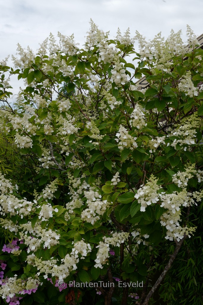Hydrangea paniculata ‚Great Escape‘