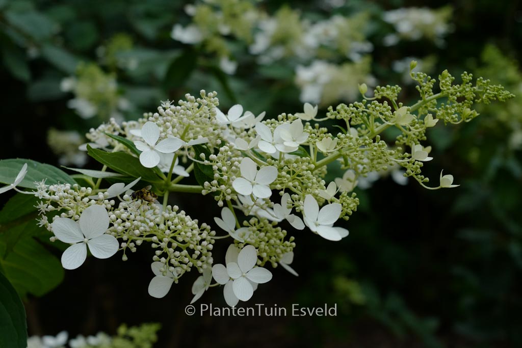 Hydrangea paniculata ‚Greenspire‘