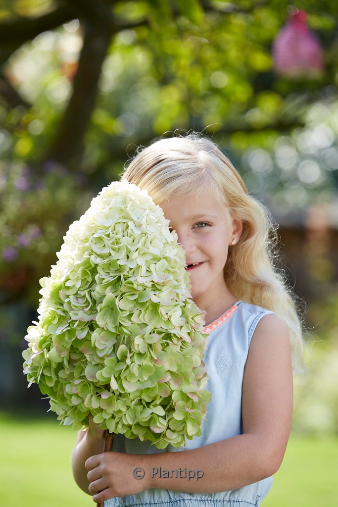 Hydrangea paniculata ‚Grhp14‘ (HERCULES)