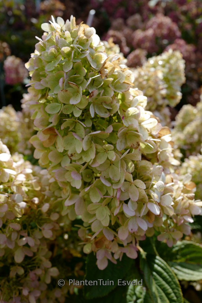 Hydrangea paniculata ‚HP219902‘ (PANENKA)