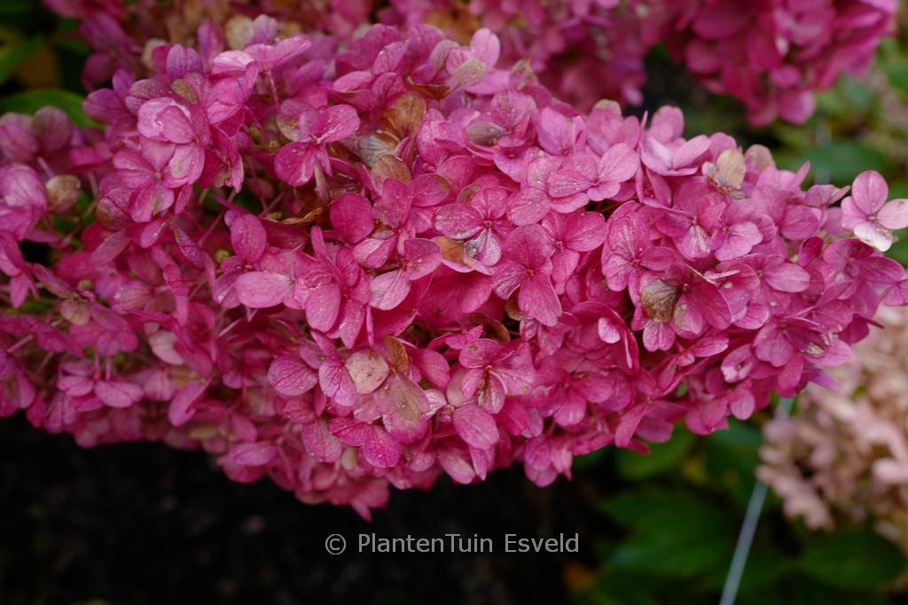 Hydrangea paniculata ‚HP220902‘ (PANTHEON)