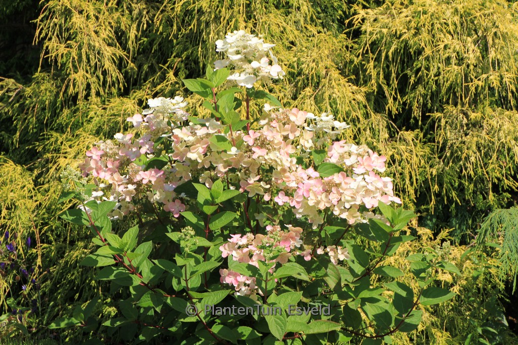 Hydrangea paniculata ‚HPOPR018‘ (EARLY HARRY)