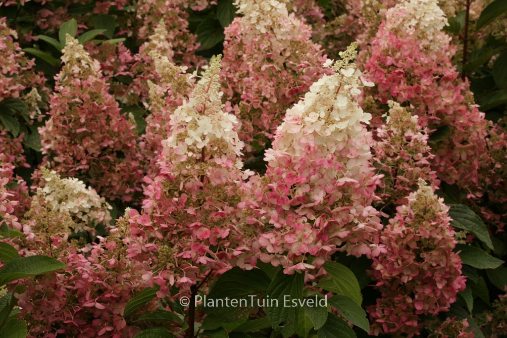 Hydrangea paniculata ‚Haopr013‘ (CANDLELIGHT)