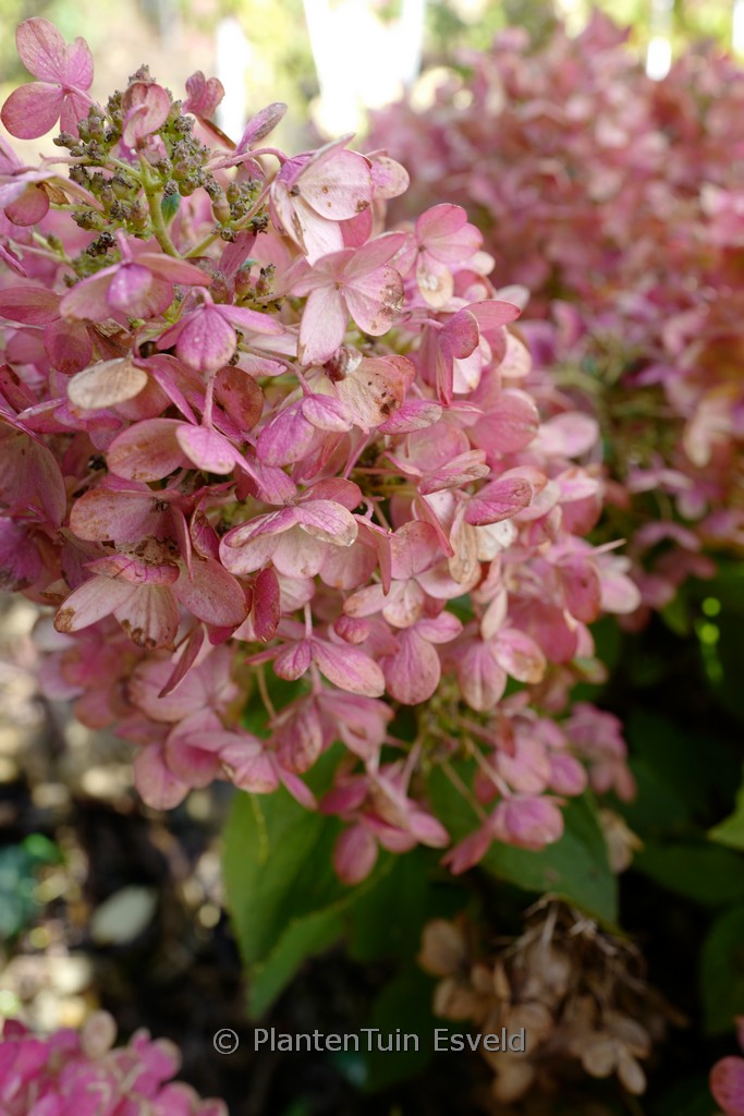 Hydrangea paniculata ‚Hp217901‘ (PANFLORA)