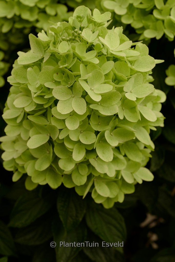 Hydrangea paniculata ‚Hp217902‘ (PANDORA)