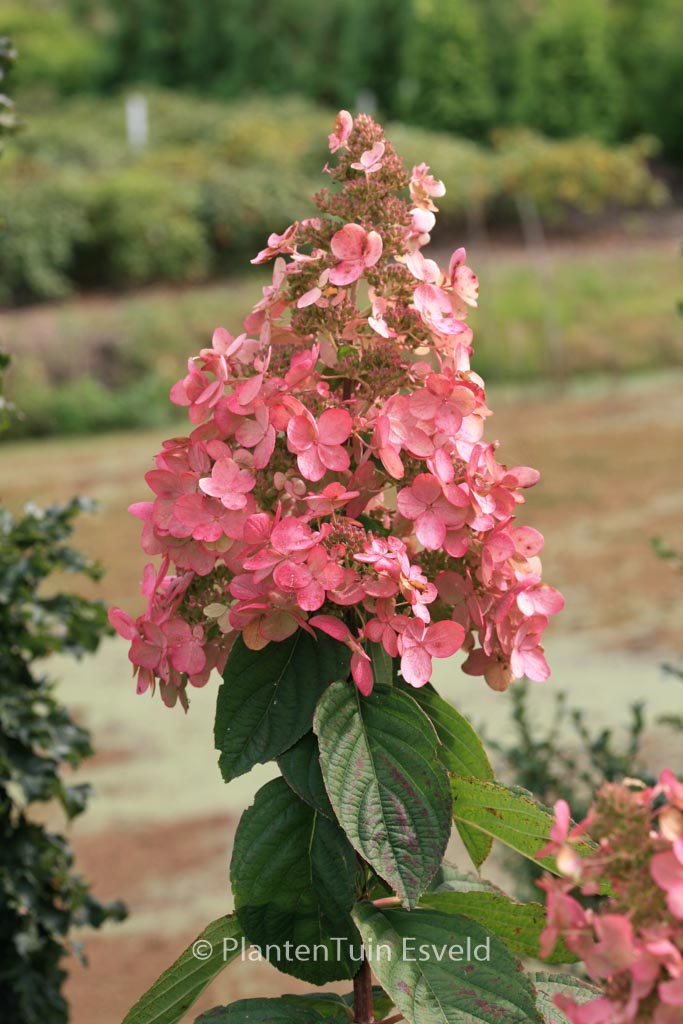 Hydrangea paniculata ‚Interhydia‘ (PINK DIAMOND)