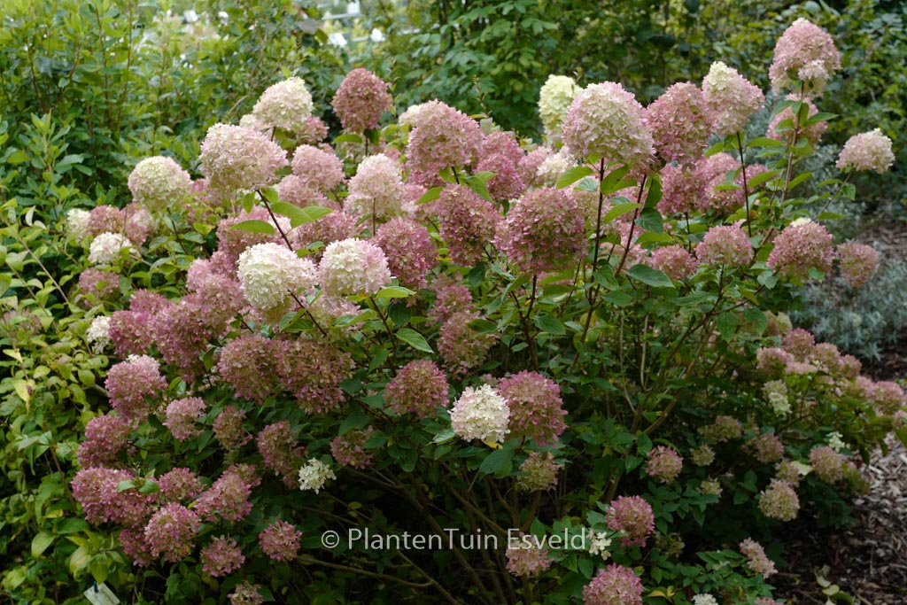 Hydrangea paniculata ‚Jane‘ (LITTLE LIME)