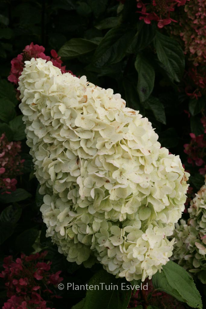 Hydrangea paniculata ‚Kolmagino‘ (MAGICAL MOONLIGHT)