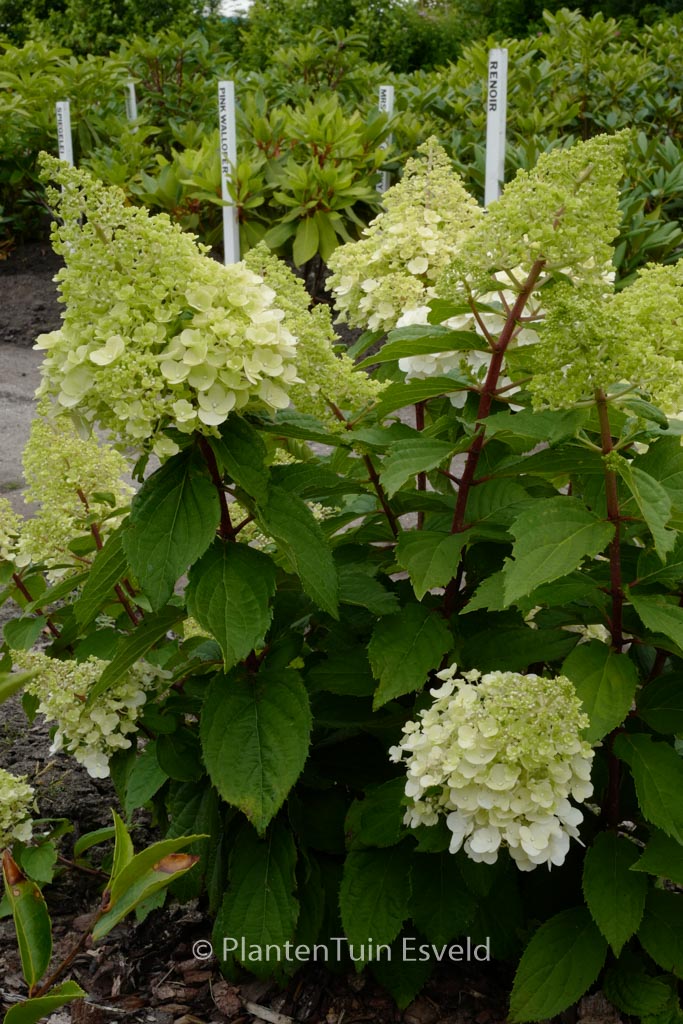 Hydrangea paniculata ‚Kolmamon‘ (MAGICAL MONT BLANC)