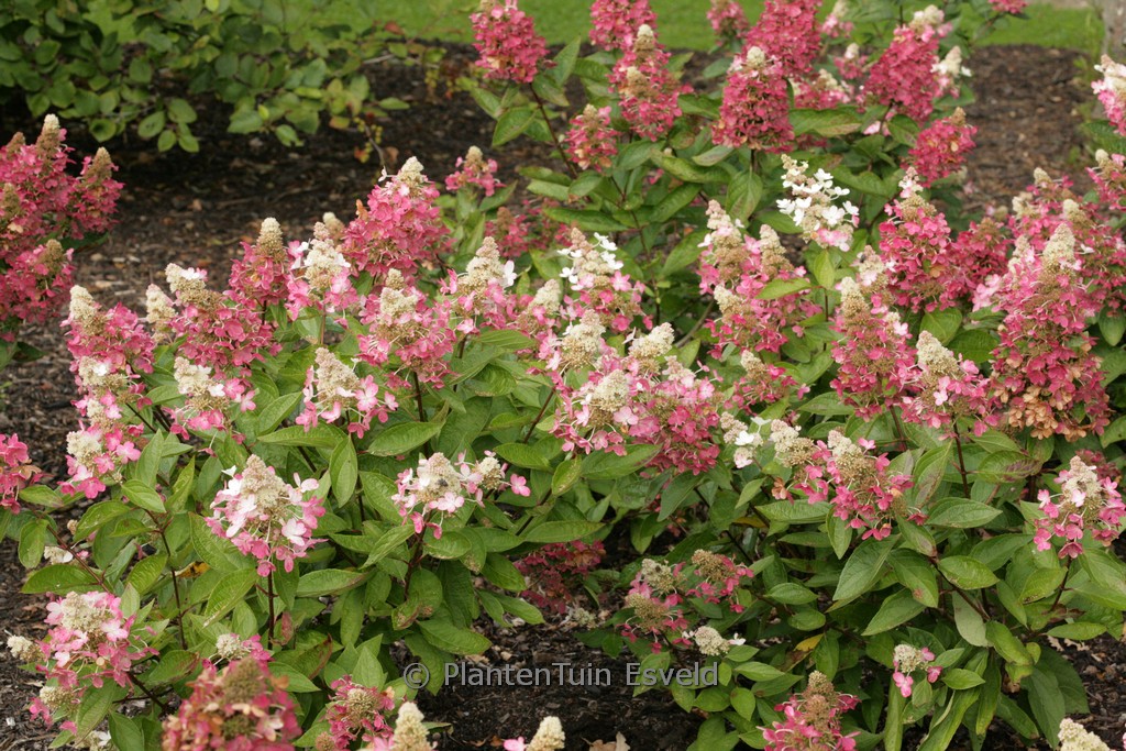 Hydrangea paniculata ‚Kolmavesu‘ (MAGICAL VESUVIO)