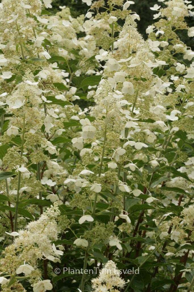 Hydrangea paniculata ‚Kyushu‘
