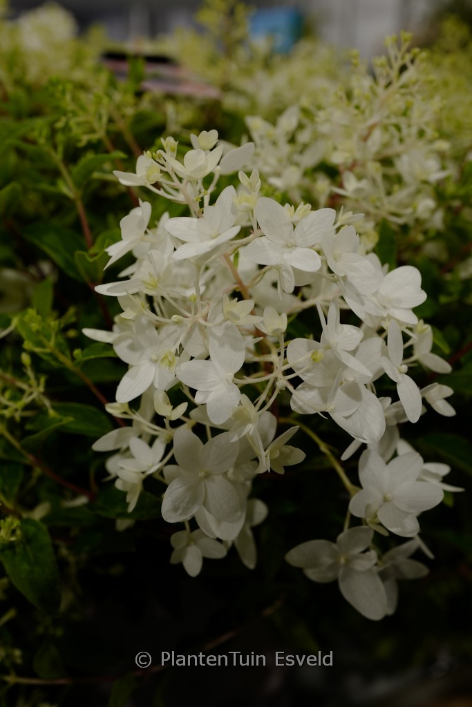 Hydrangea paniculata ‚LCno21‘ (GROUND BREAKER BLUSH)
