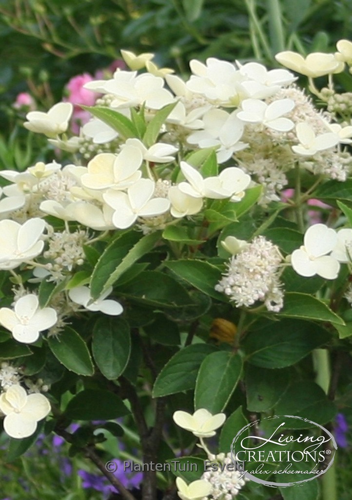 Hydrangea paniculata (LIVING CREATIONS) ‚Prime White‘