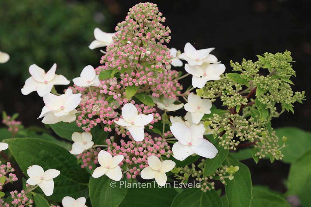 Hydrangea paniculata ‚Last Post‘