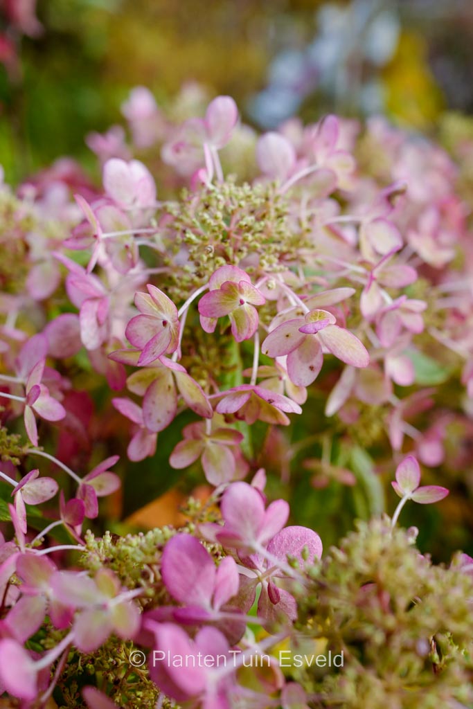 Hydrangea paniculata ‚Lena‘