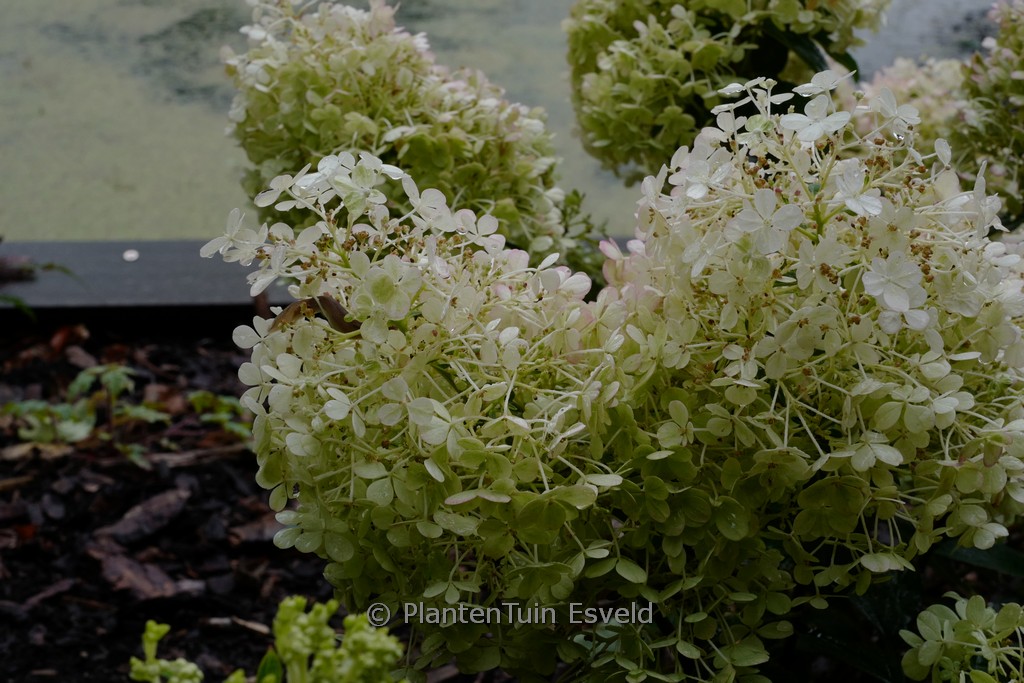 Hydrangea paniculata ‚Little Alf‘