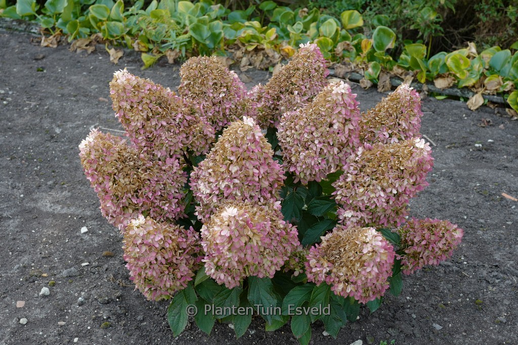 Hydrangea paniculata ‚Little Fresco‘