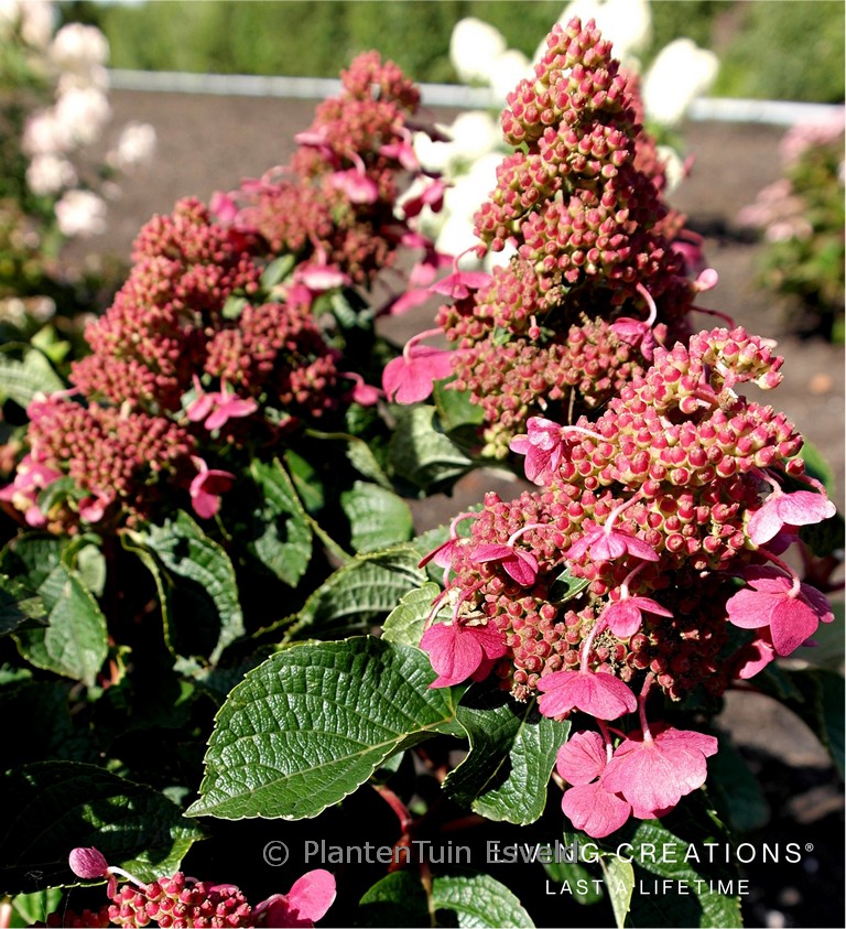Hydrangea paniculata ‚Living Infinity‘