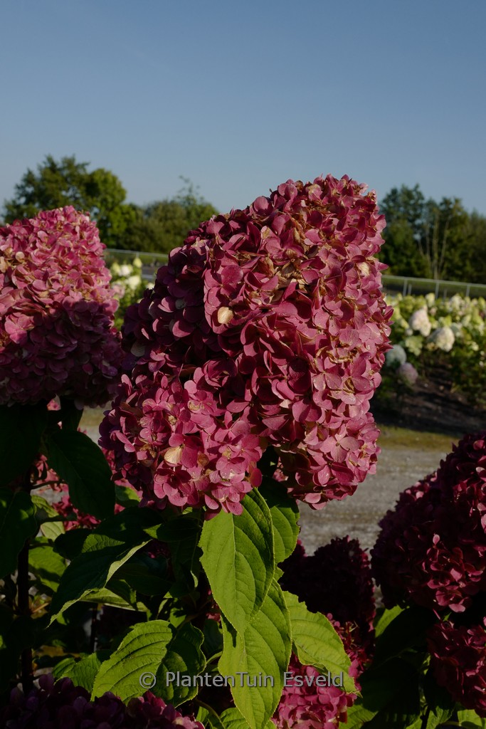 Hydrangea paniculata ‚Living Pink & Rose‘