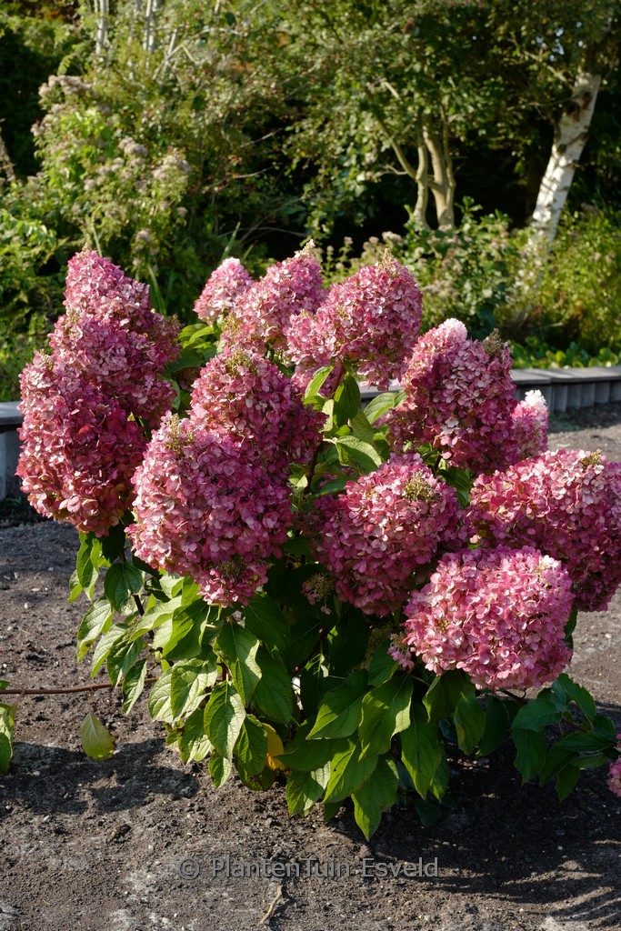 Hydrangea paniculata ‚Living Pinky Promise‘
