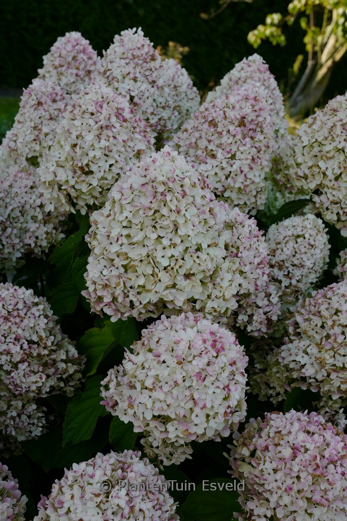 Hydrangea paniculata ‚Living Sugar Rush‘