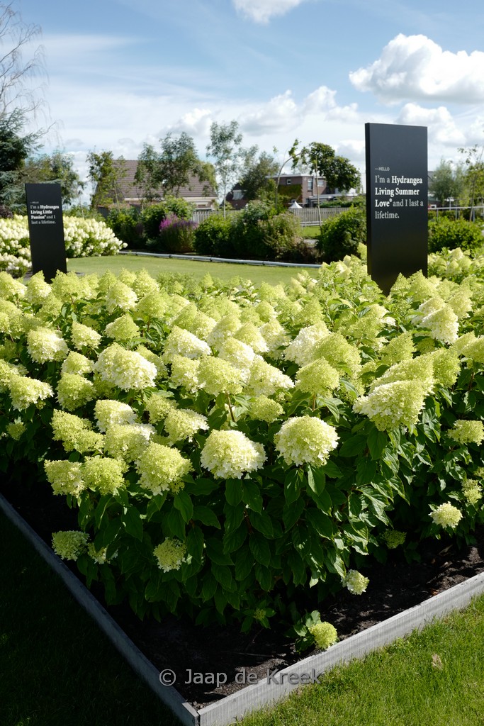 Hydrangea paniculata ‚Living Summer Love‘