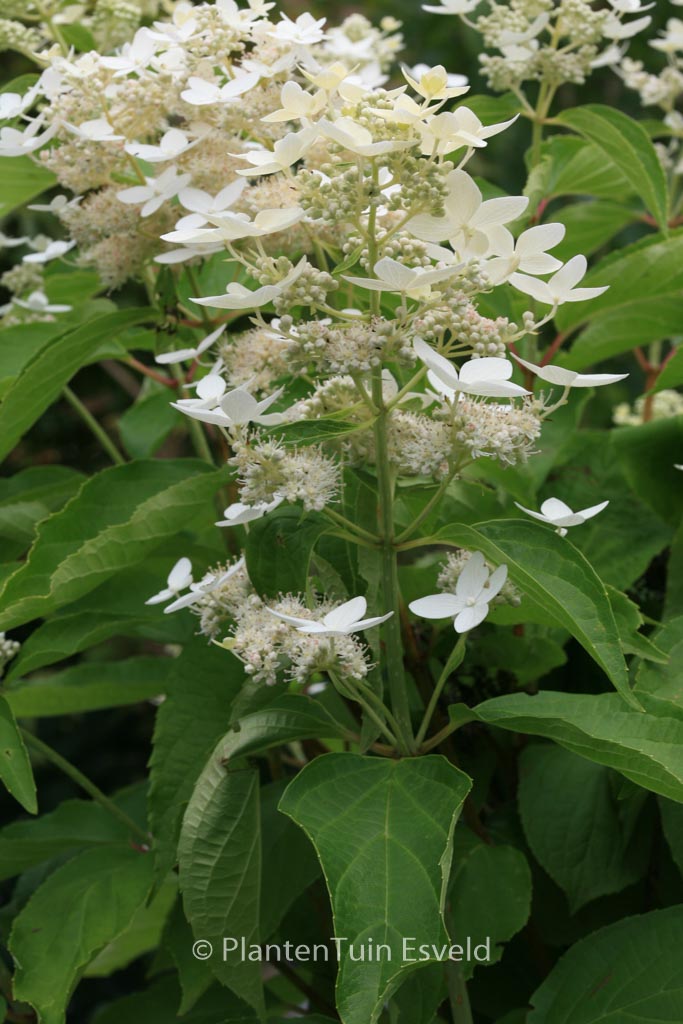 Hydrangea paniculata ‚Marie Louise‘