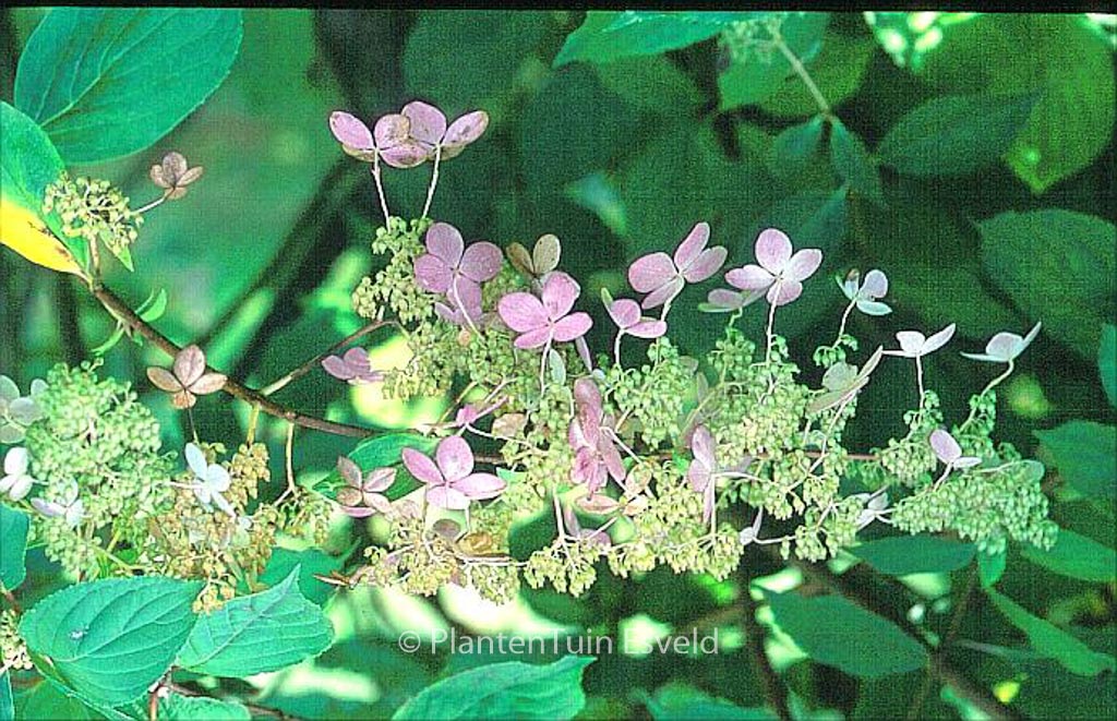 Hydrangea paniculata ‚Melody‘