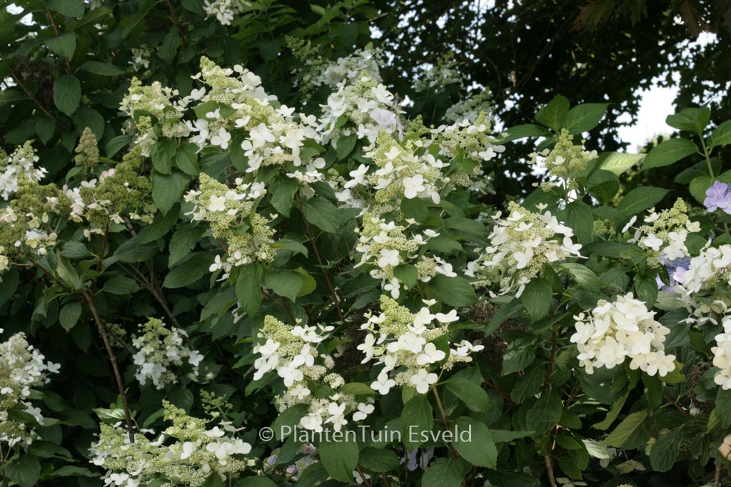 Hydrangea paniculata ‚Mid Late Summer‘
