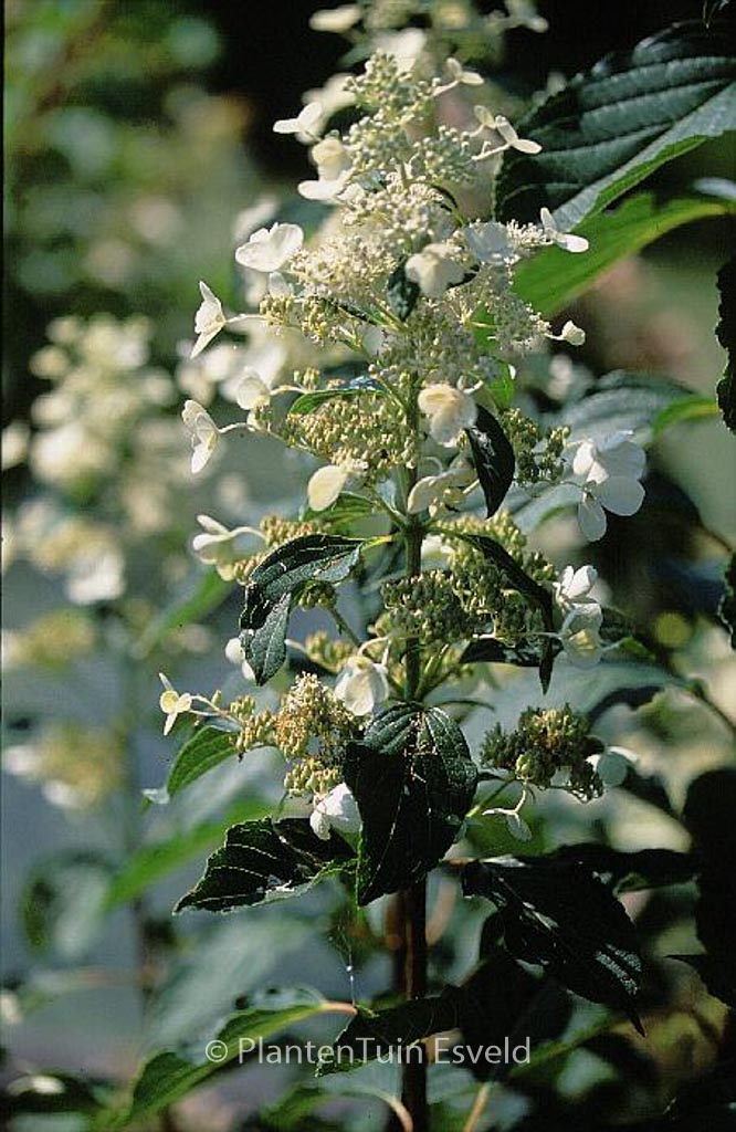 Hydrangea paniculata ‚October Bride‘