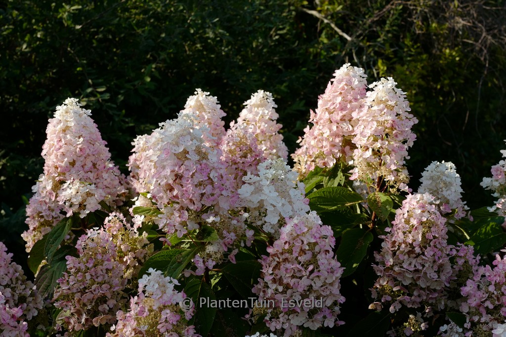Hydrangea paniculata ‚PIIHPI‘ (BABY LACE)
