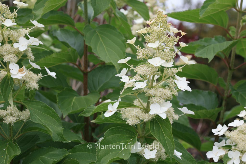 Hydrangea paniculata ‚Papillon‘