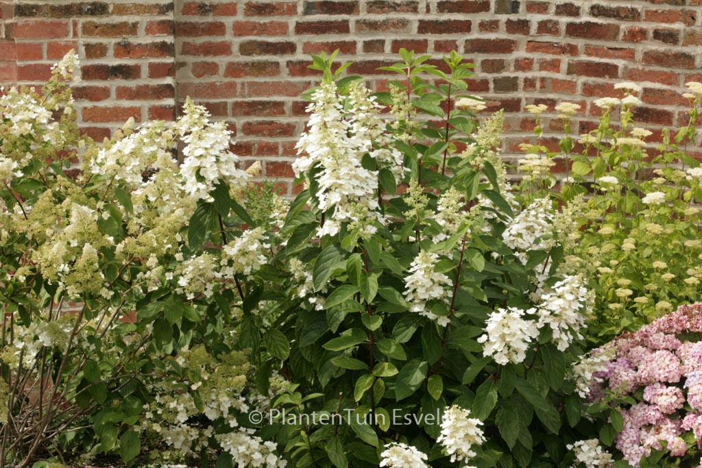 Hydrangea paniculata ‚Pee Wee‘