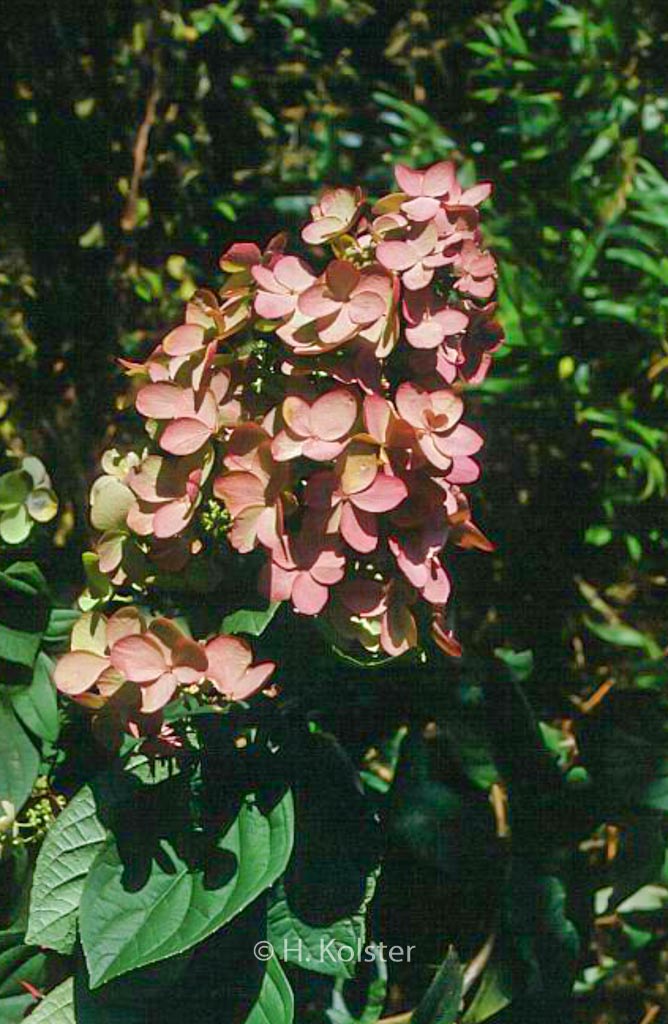Hydrangea paniculata ‚Pink Beauty‘