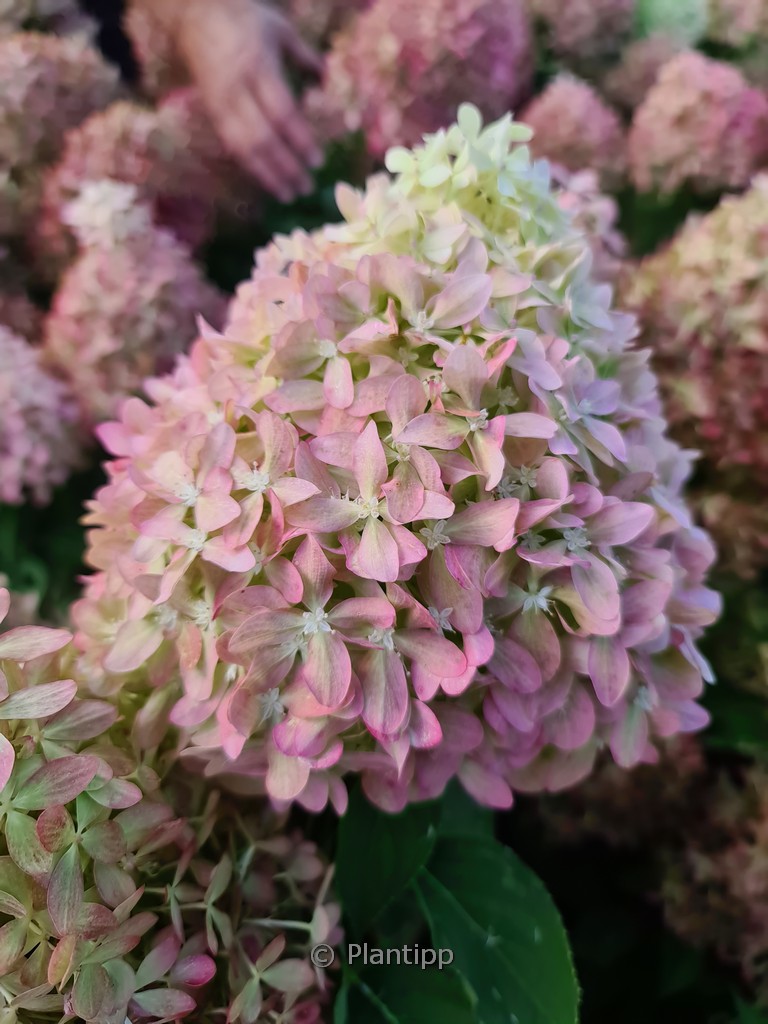 Hydrangea paniculata ‚Pixio‘