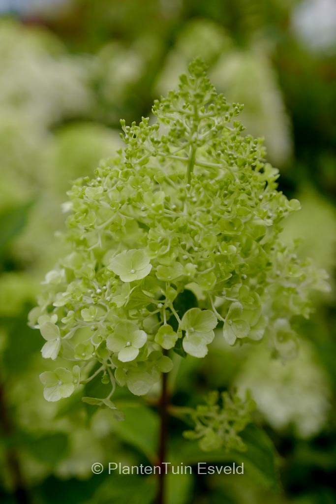 Hydrangea paniculata ‚Polar Bear‘