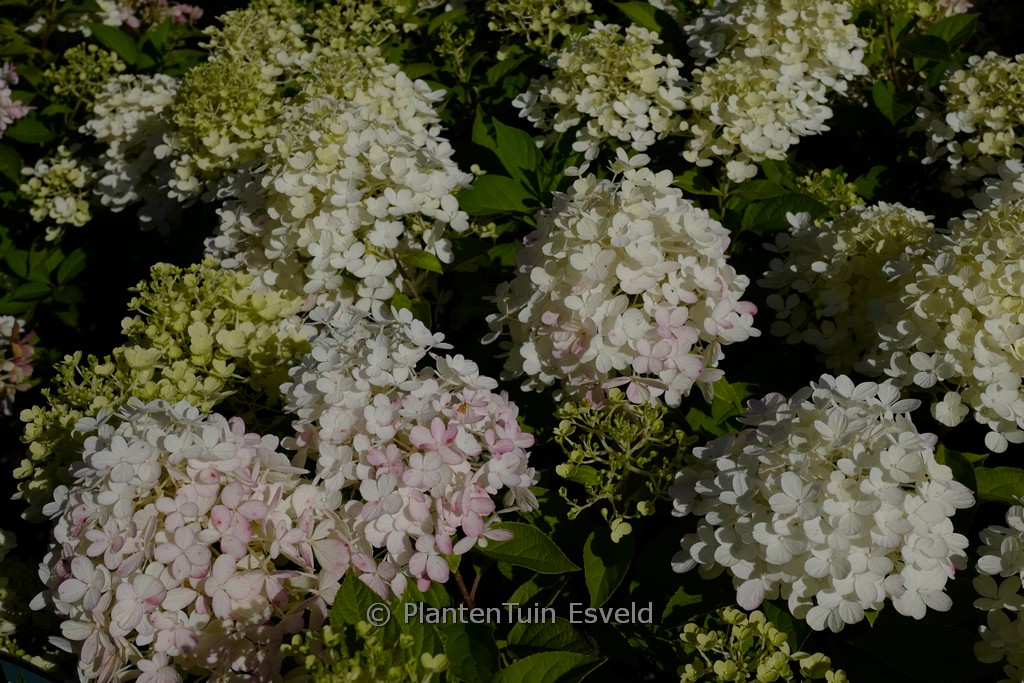 Hydrangea paniculata ‚Quick Fire Fab‘