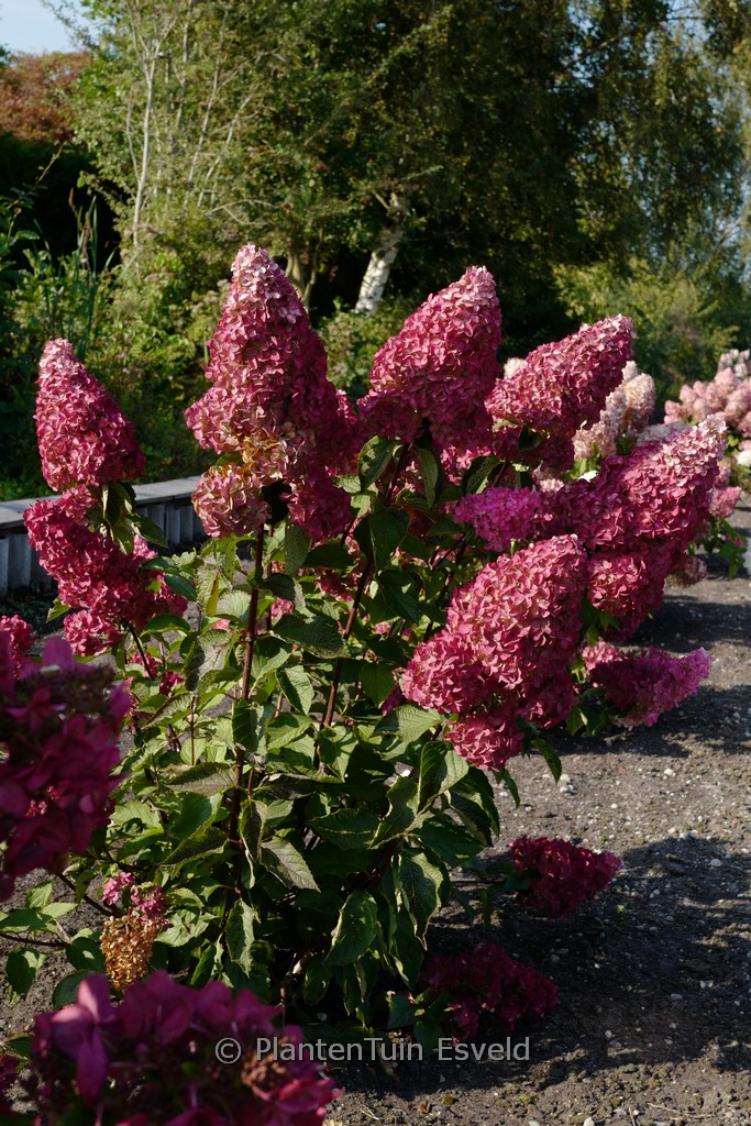 Hydrangea paniculata ‚Renba‘ (FRAISE MELBA)