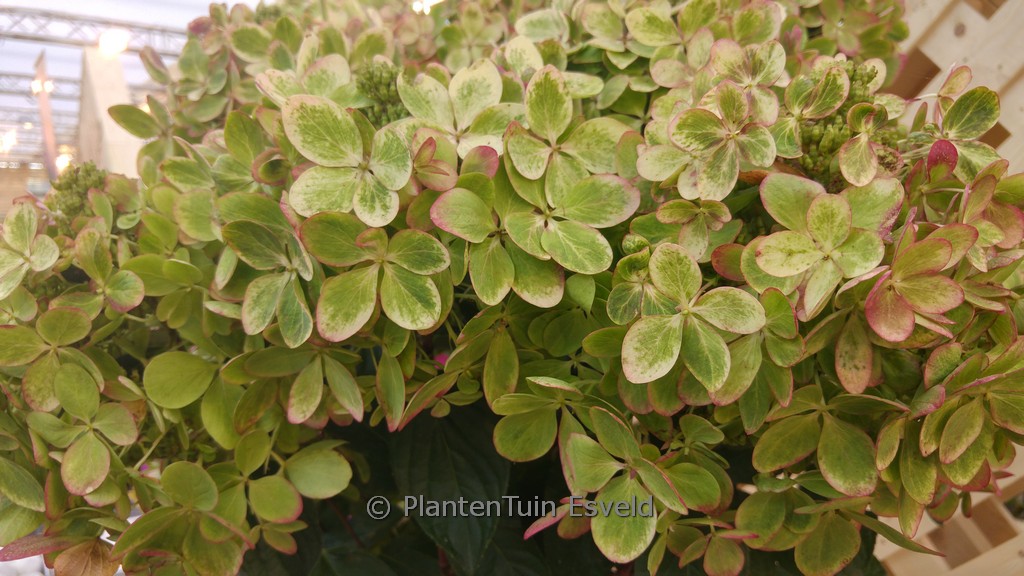 Hydrangea paniculata ‚Rencolor‘ (PASTEL GREEN